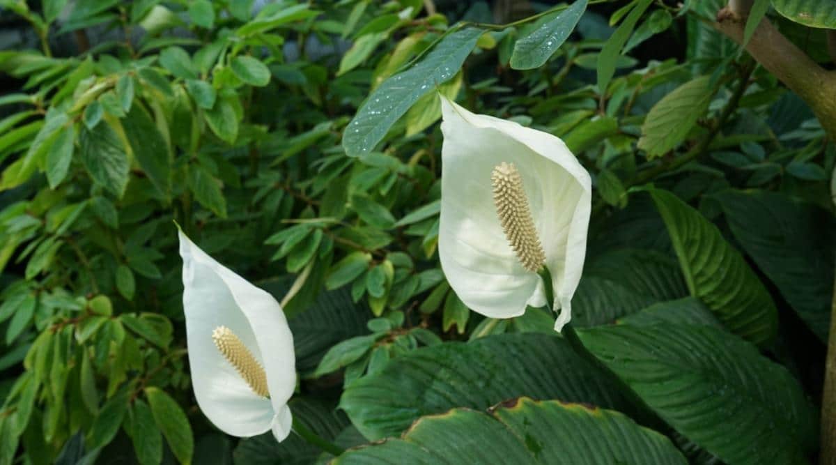 Спатифиллюм