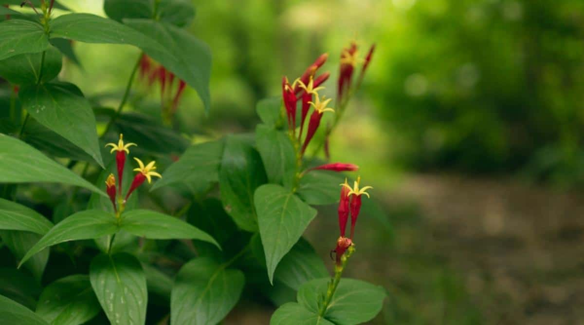 Спигелия марилландическая