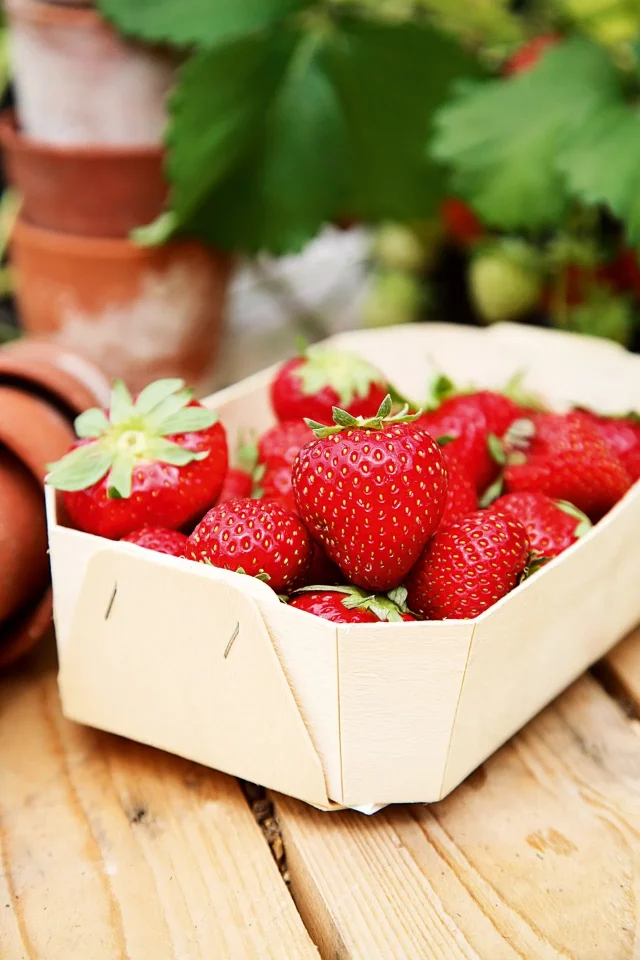 Strawberries-3-house-8jun16-Annaick-Guitteny_b Выращивание клубники дома: простой и эффективный гид
