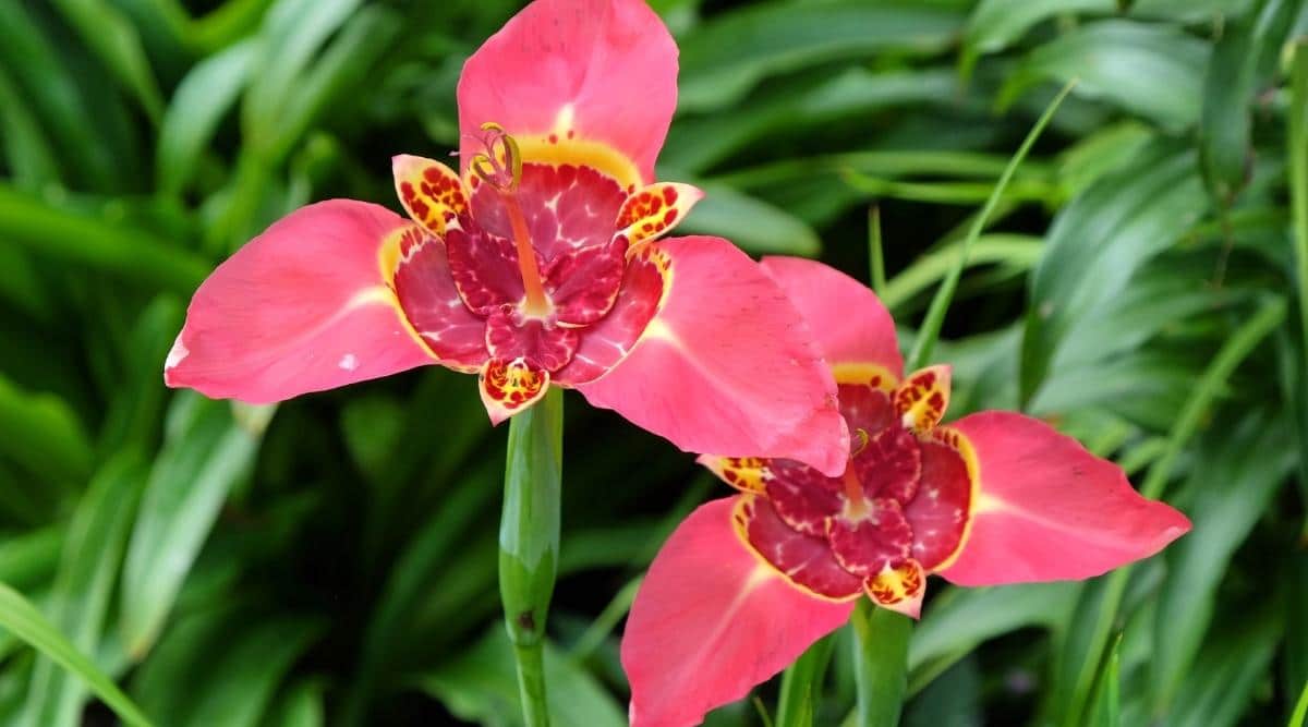 Тигридия павлинья