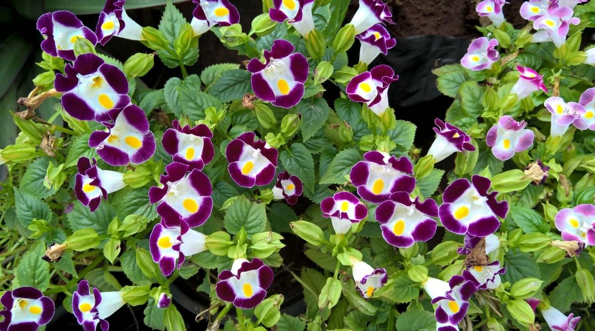 Торения фурнье