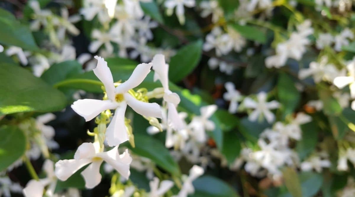 Трахелоспермум жасминовидный