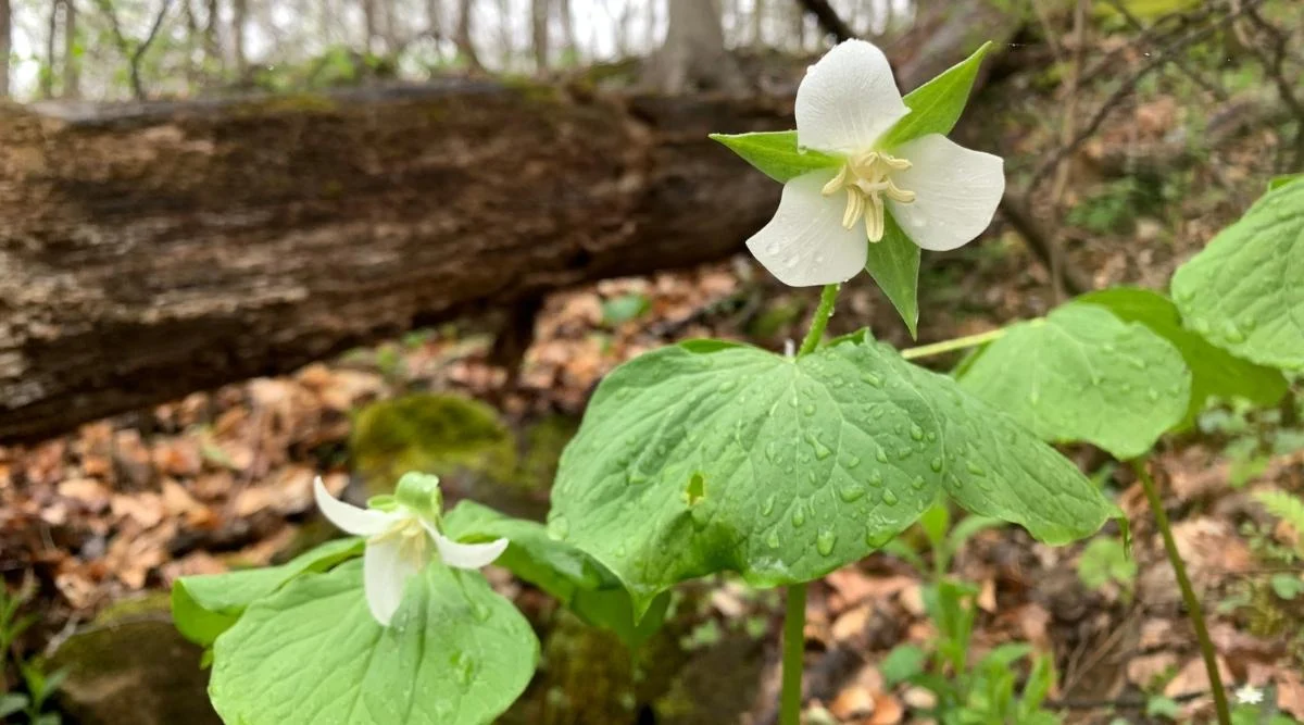 Триллиум камчатский