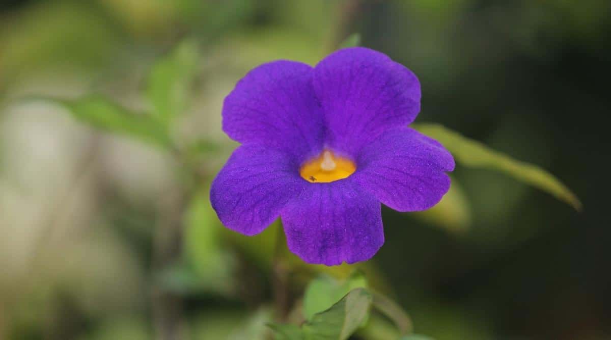 Тунбергия прямостоячая