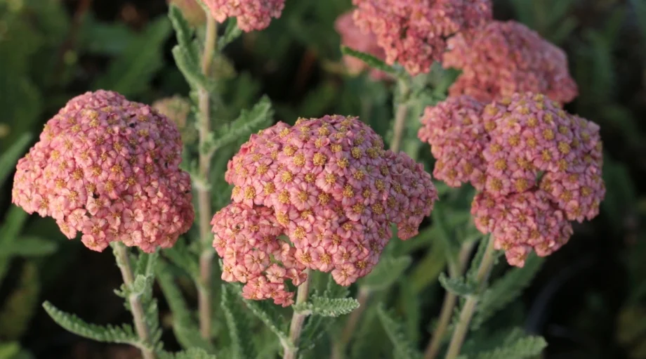 Тысячелистник