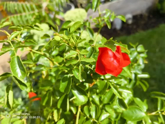 Обзор Ulefone Armor 34 Pro: монстровая батарея и мощный проектор фото