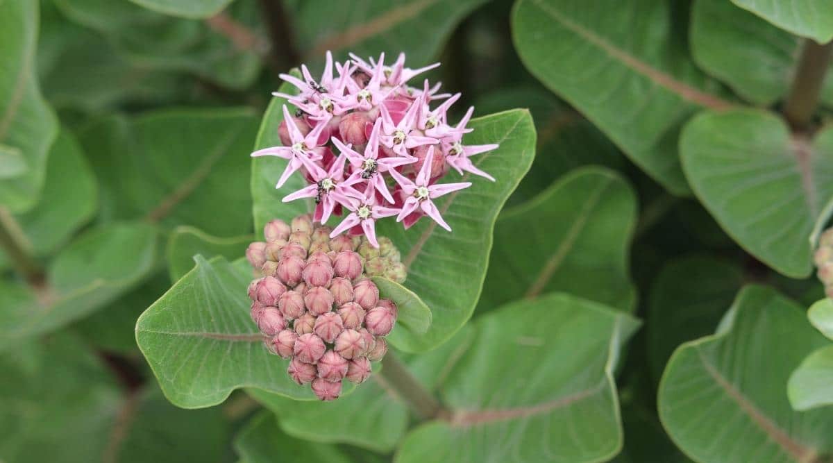 Ваточник сирийский