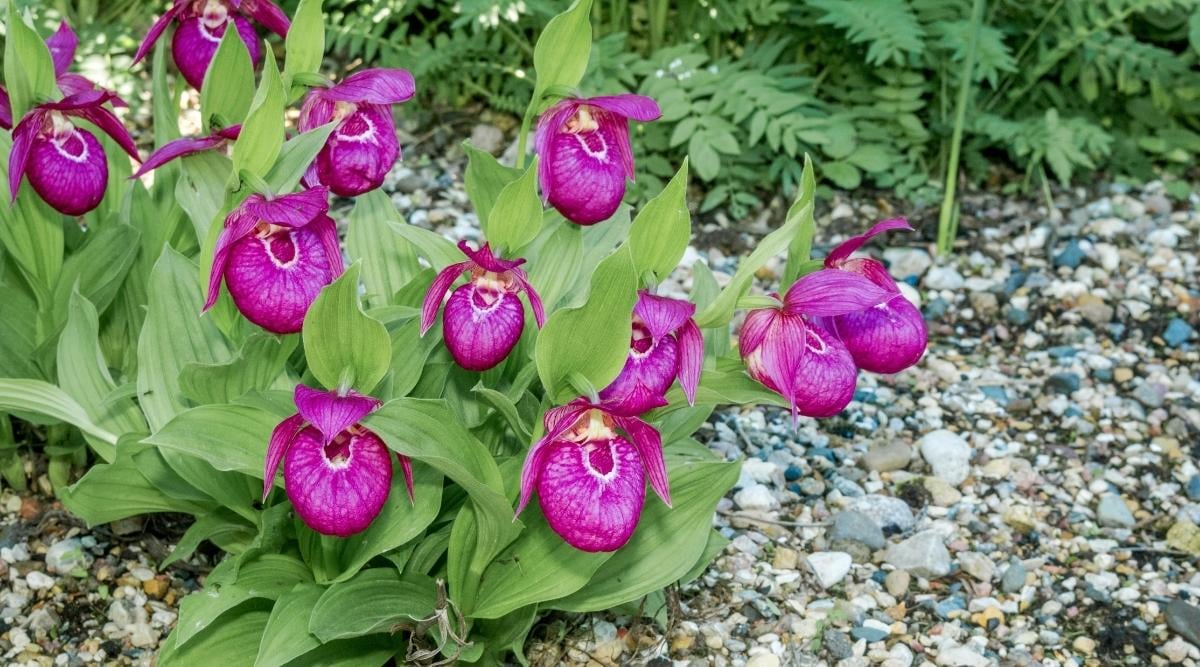 Венерин башмачок крупноцветковый