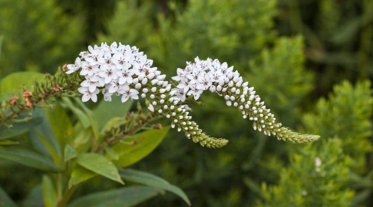 Вербейник ландышевый