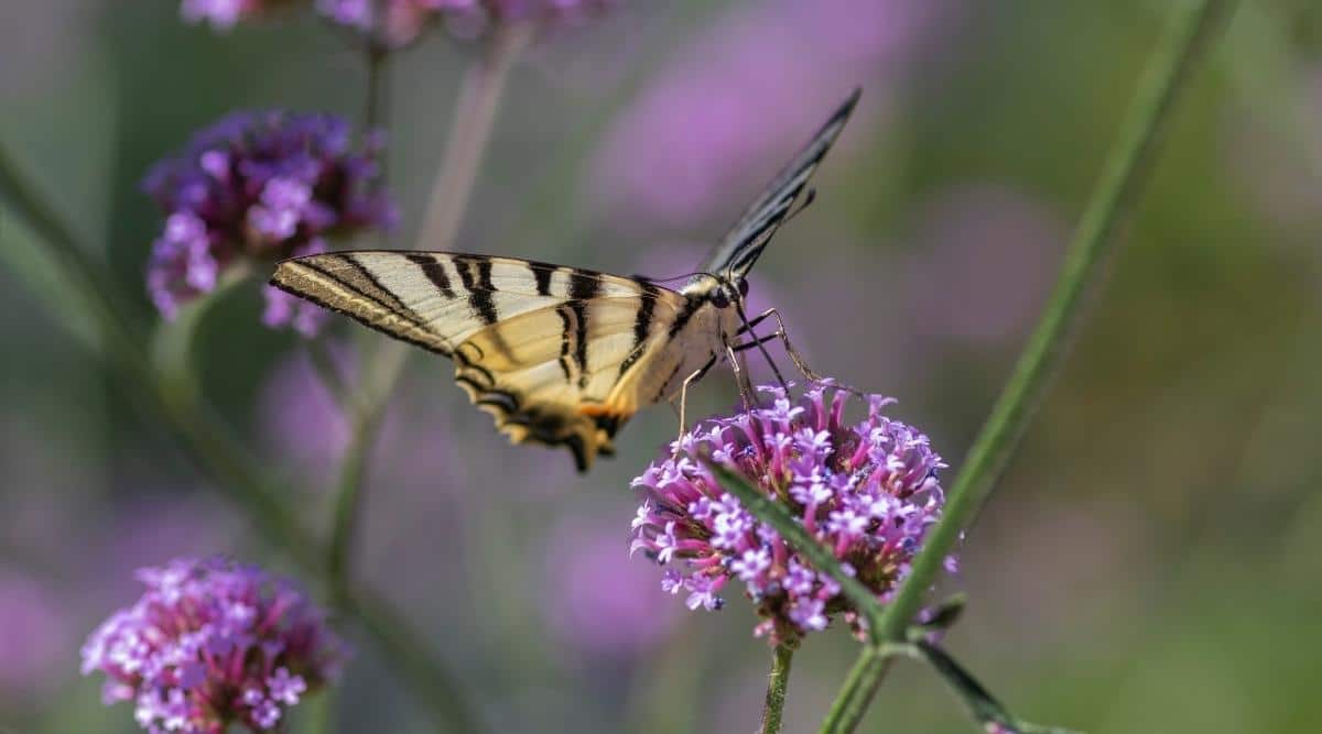 Вербена буэнос-айресская