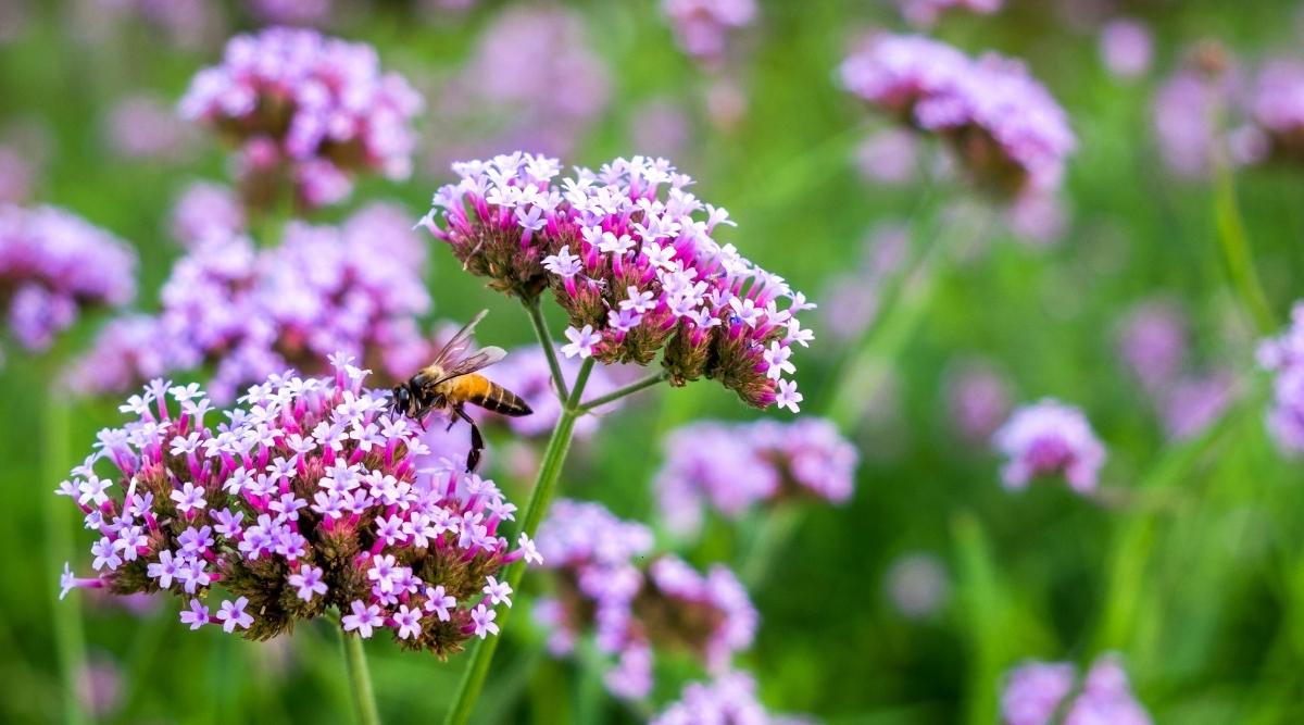 Вербена лекарственная