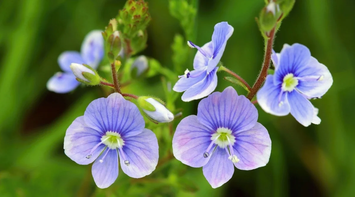 Вероника дубравная