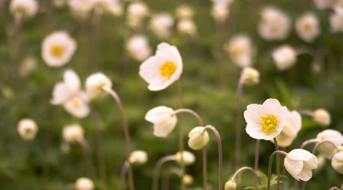 Ветреница лесная