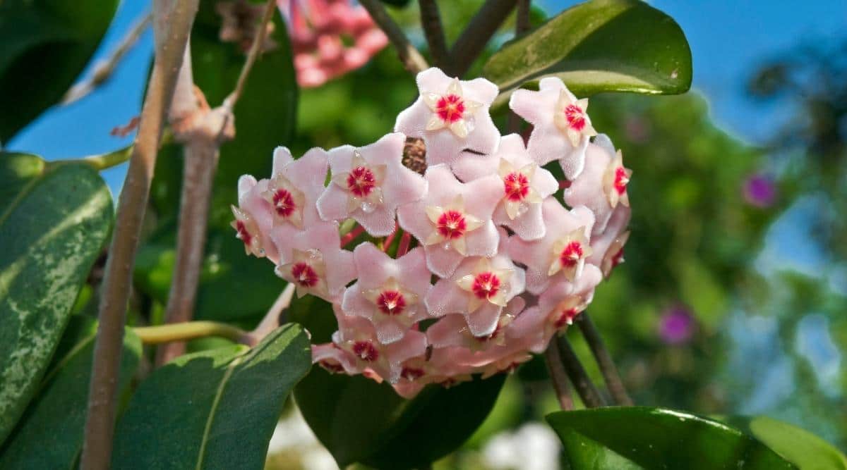 Восковой плющ хойя