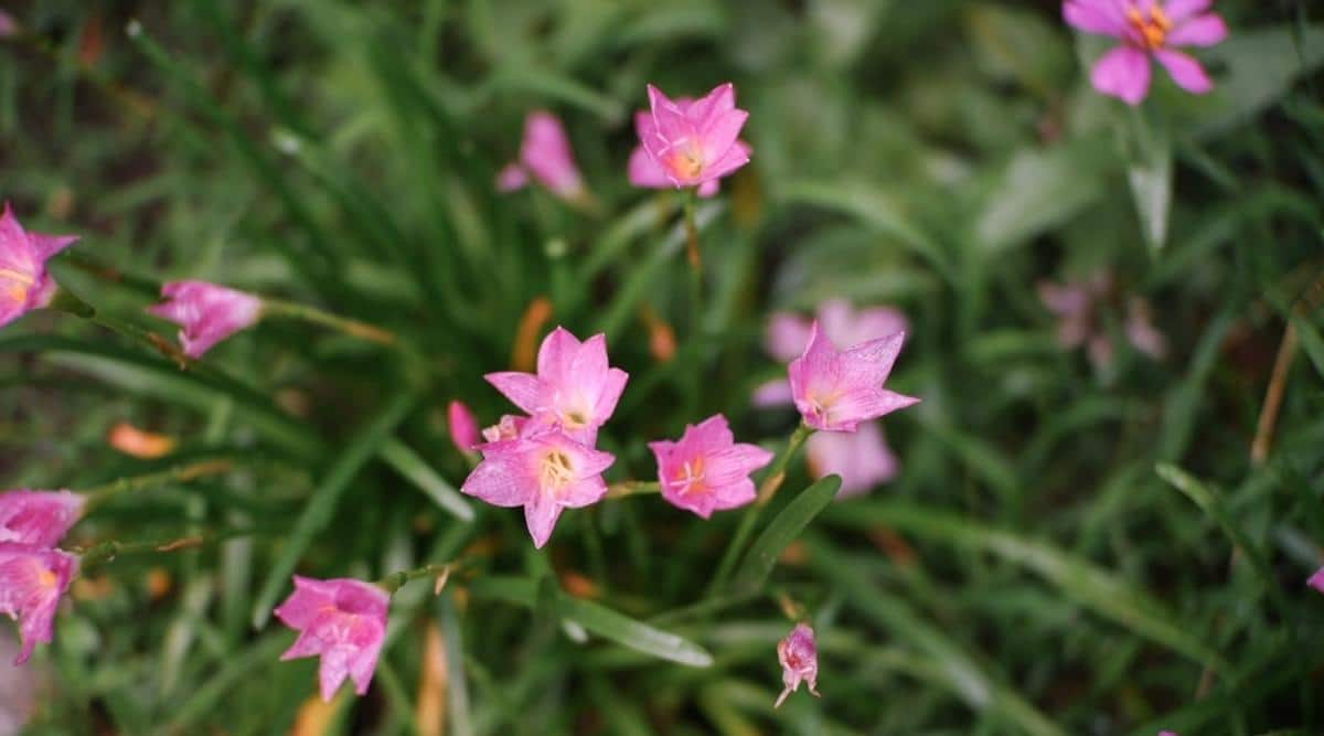 Зефирантес крупноцветковый