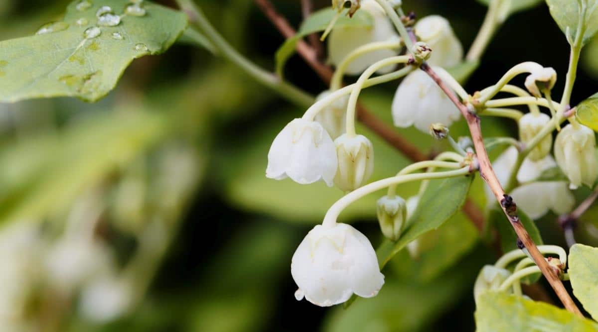 Зенобия пылевидная 