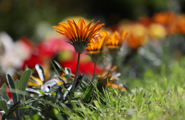 Canon EOS 6D Mark II