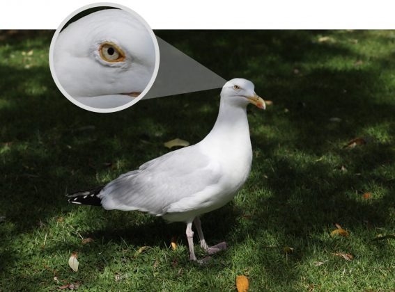 Canon EOS 6D Mark II