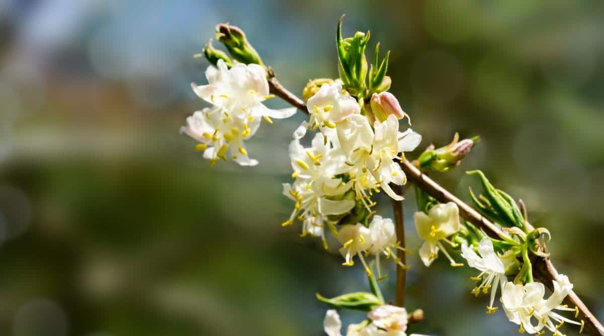 Жимолость душистая