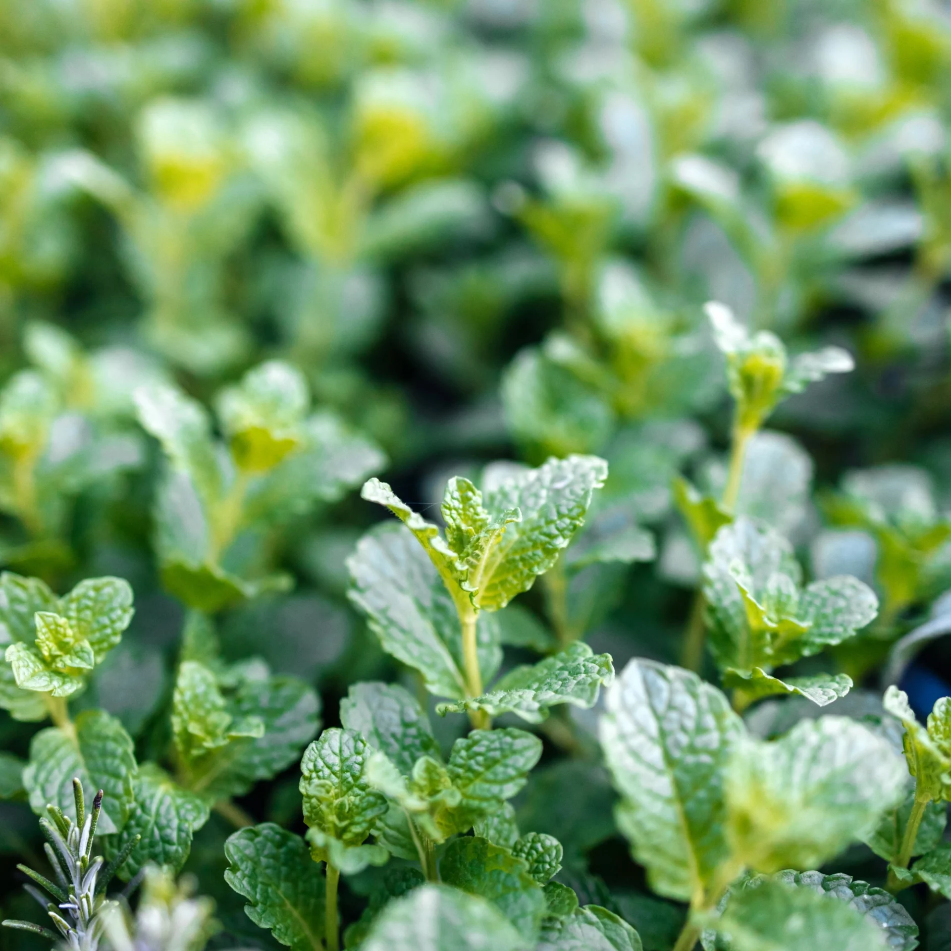 5 ароматов, которые прогонят мух и наполнят дом благоуханием