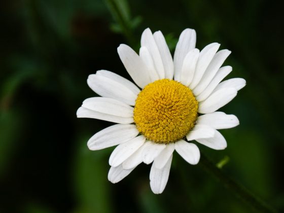 OM System OM-1 Mark II