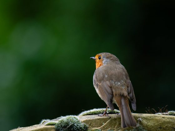 OM System OM-1 Mark II