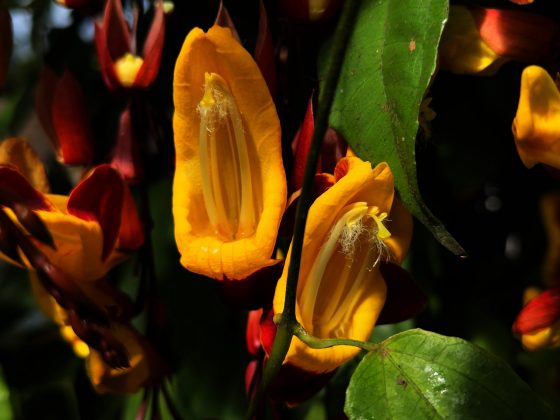 Apple iPhone 16 Pro and Pro Max