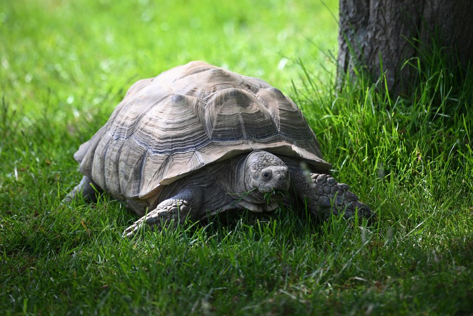 Nikon Z8 – обзор флагманской гибридной камеры картинка Nikon Z8-9