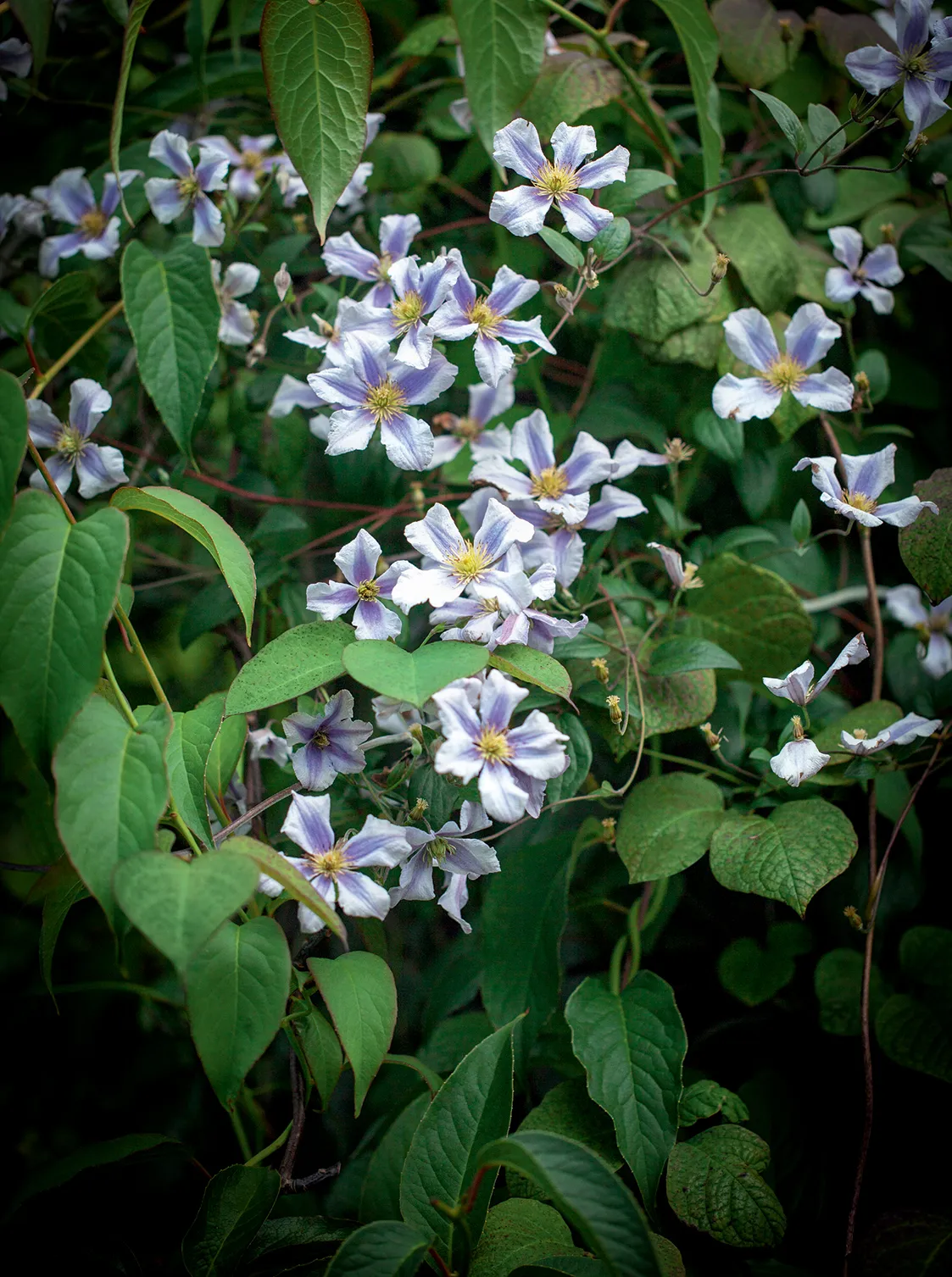Природная прохлада: растения против жары