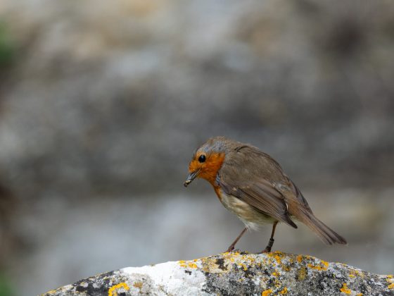 OM System OM-1 Mark II