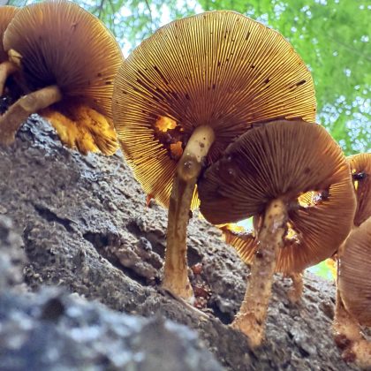 Apple iPhone 16 Pro and Pro Max