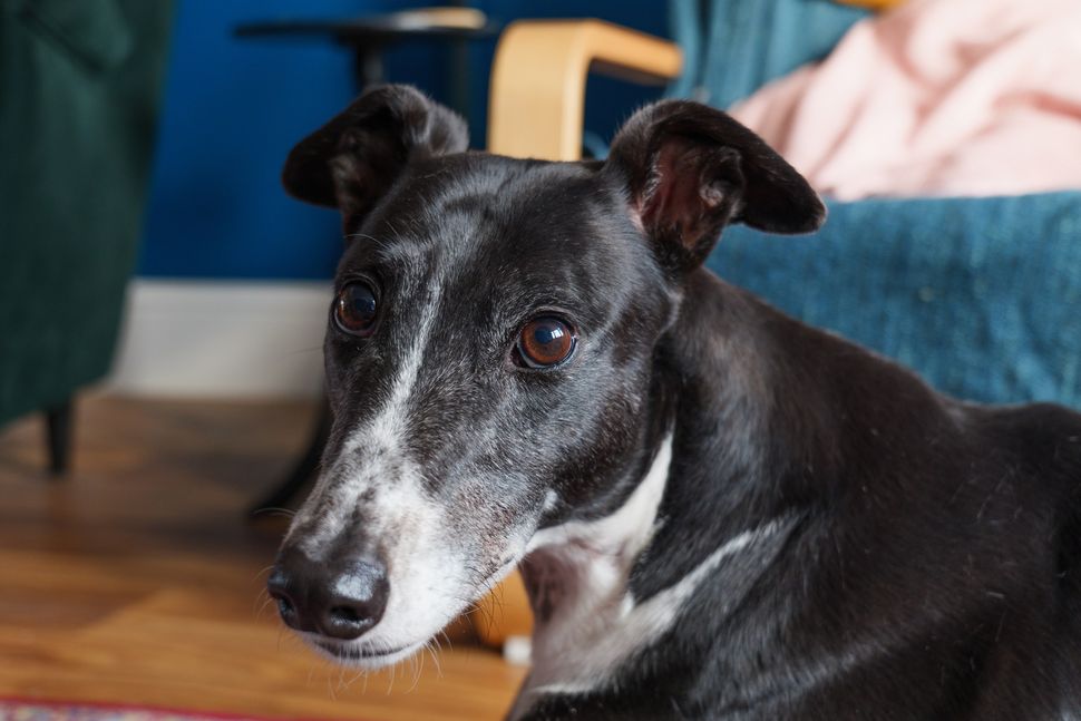 Panasonic Lumix S5IIX-11