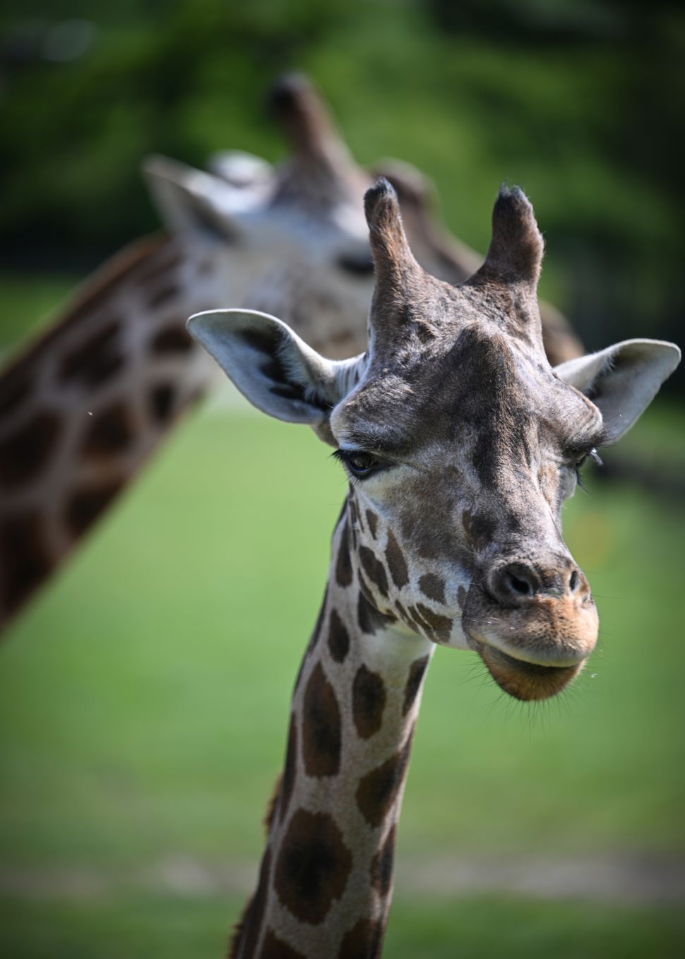 Nikon Z8 – обзор флагманской гибридной камеры картинка Nikon Z8-10