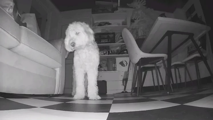 Enabot ROLA PetPal-11