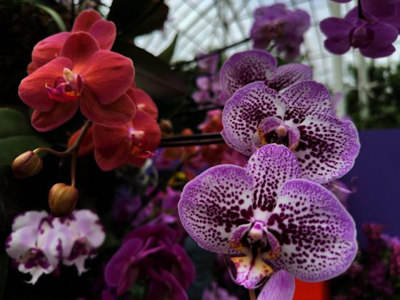 Apple iPhone 16 Pro and Pro Max