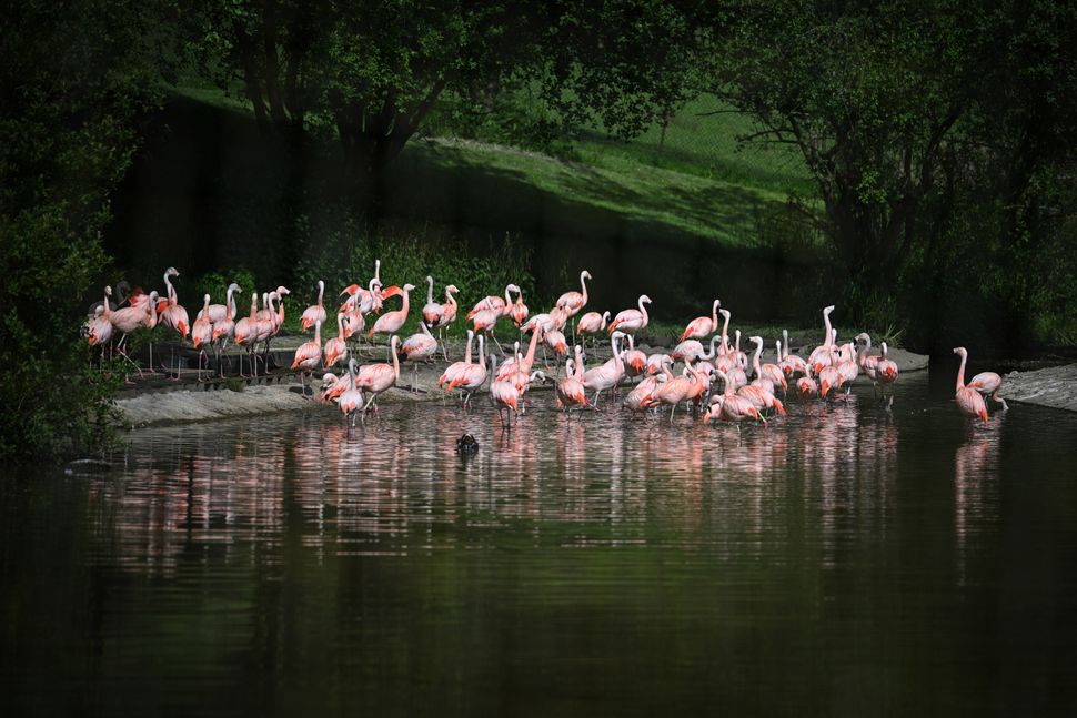 Nikon Z8 – обзор флагманской гибридной камеры картинка Nikon Z8-11