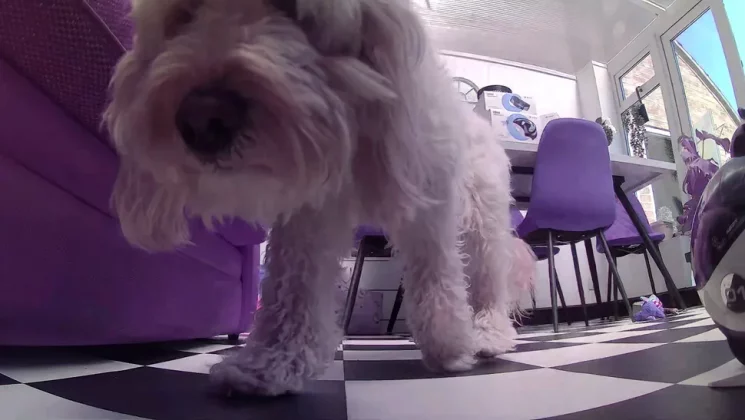 Enabot ROLA PetPal-12