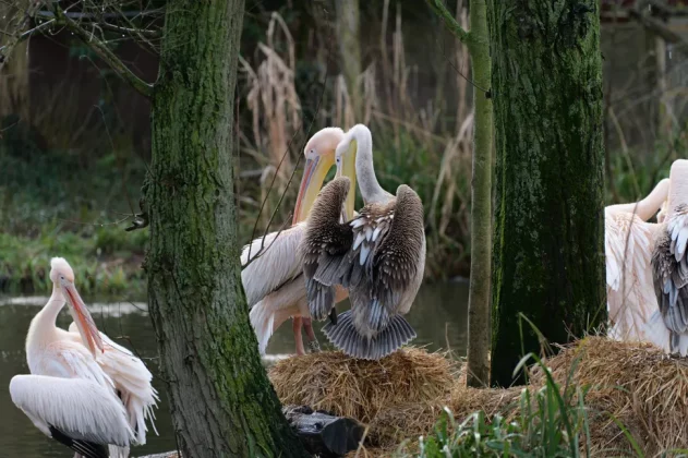 Panasonic Lumix S1R II-13