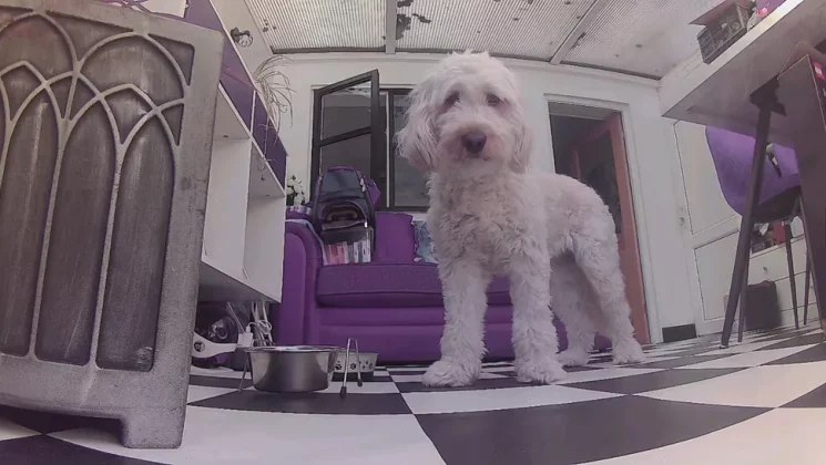 Enabot ROLA PetPal-13