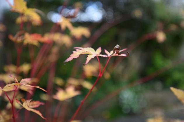 Nikon Z 17-28mm f/2.8