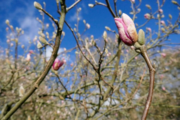 Panasonic Lumix ZS99 / TZ99