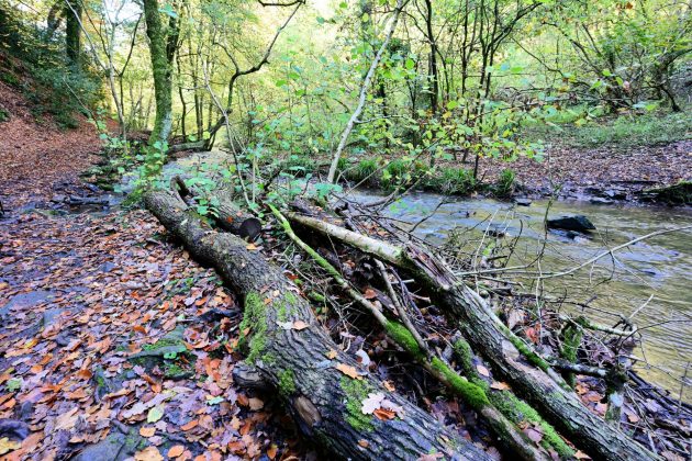 Nikon Z 17-28mm f/2.8