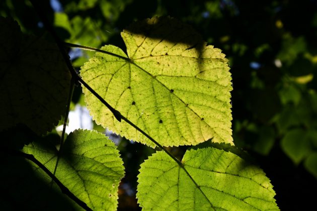 Nikon Z 17-28mm f/2.8