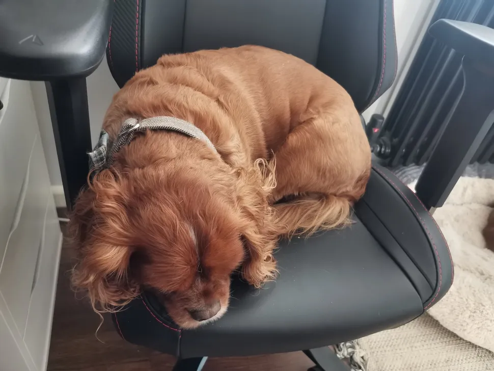 Secretlab Titan XXS-2