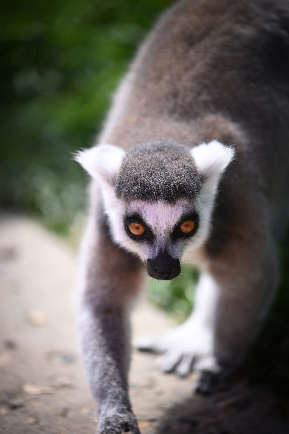 Nikon Z8 – обзор флагманской гибридной камеры картинка Nikon Z8-2