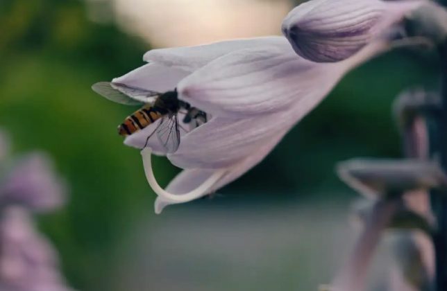 Обзор камерофона Oppo Find X8 Ultra: китайская угроза для Google и Samsung фото