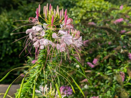 Google Pixel 9 Pro and Pro XL