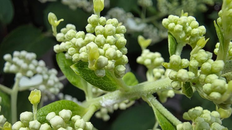 Samsung Galaxy Z Fold 7