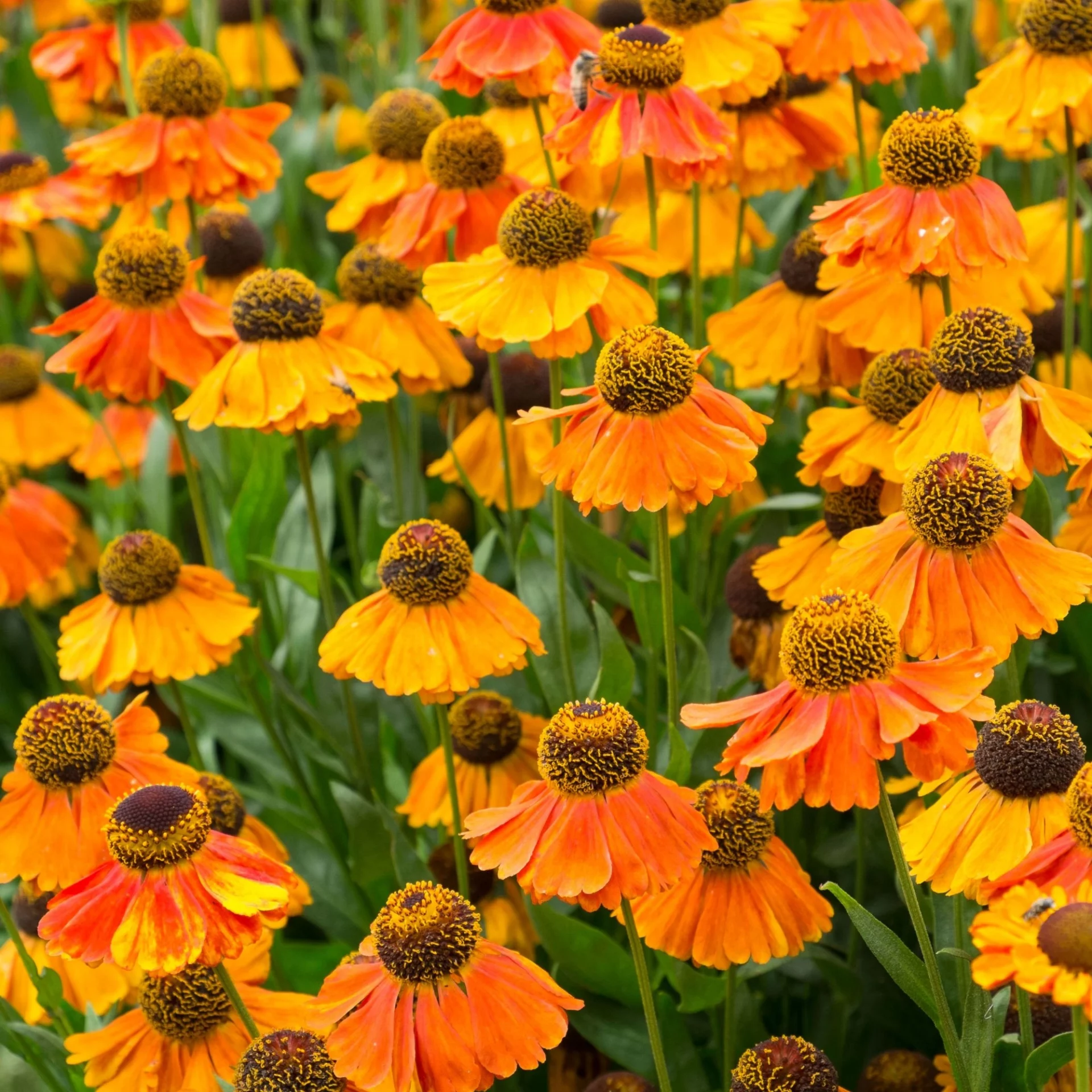 Продлите лето: 8 великолепных многолетников, которые нужно посадить в августе для ослепительного осеннего сада!