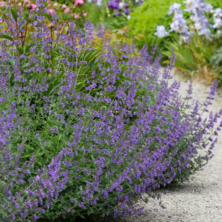 Какие многолетники обрезать в августе, чтобы сад цвел до самых заморозков?